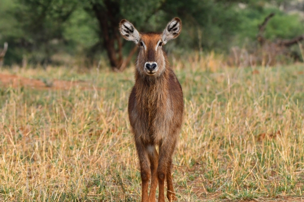 Hotel Ngorongoro Wild Camps